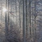 Ein bißchen Sonne im kalten Wald