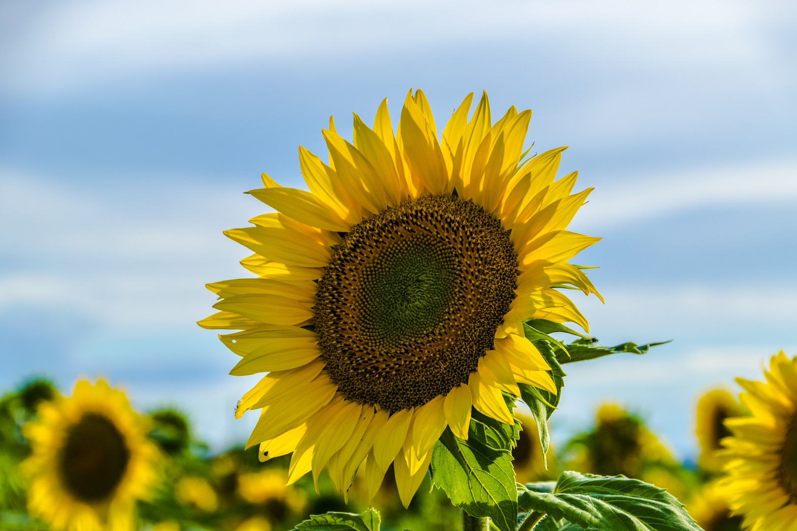 Ein bisschen Sonnenschein