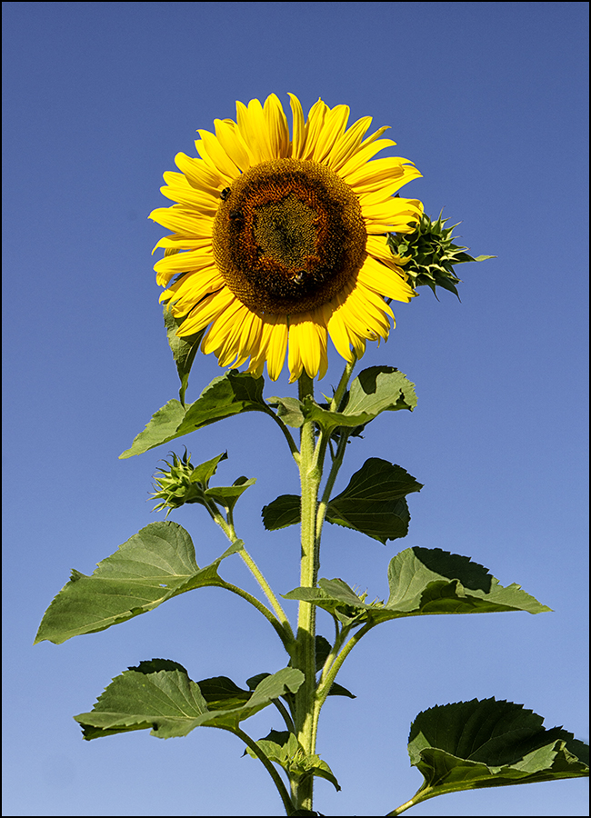 ein bisschen Sonnenschein