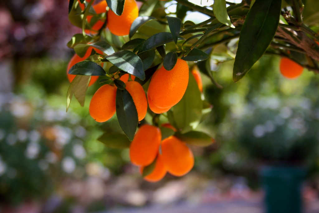 ein bisschen Spanien im Garten