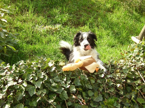 Ein bisschen trocken, die Ente, aber sonst ganz lecker ...