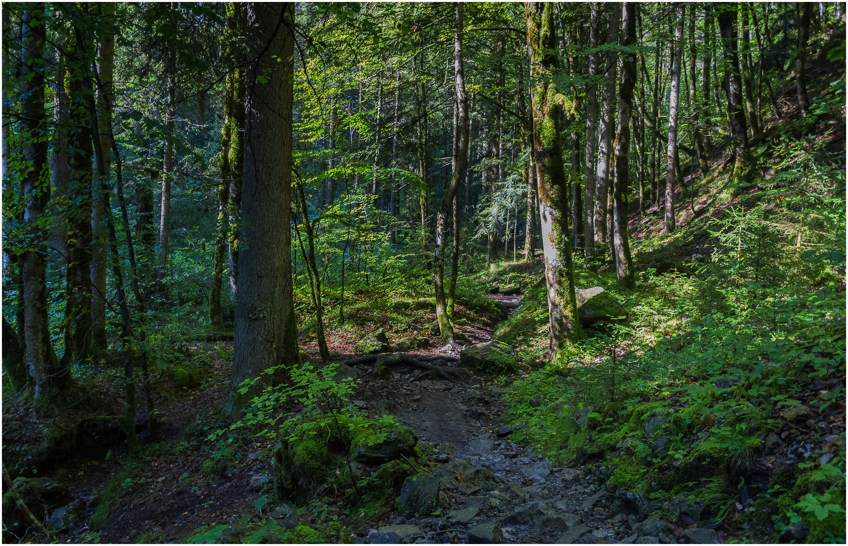 Ein bisschen Wald