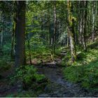 Ein bisschen Wald