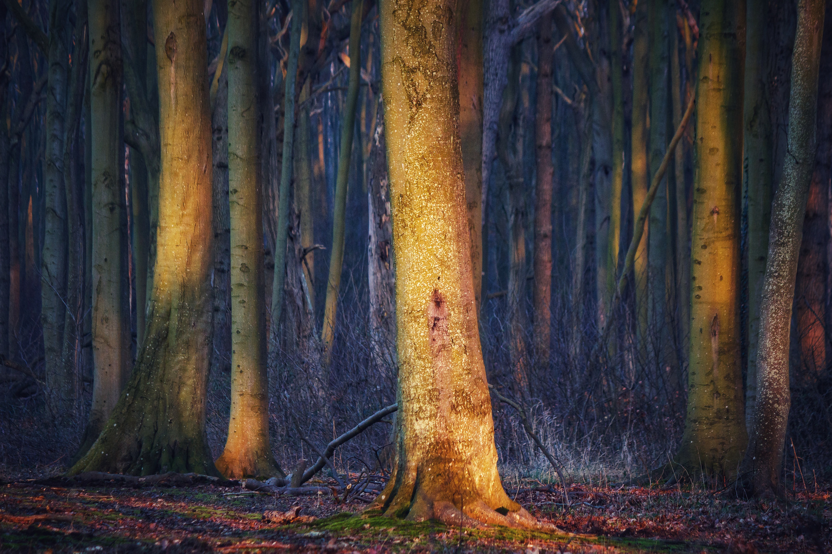 Ein bisschen Wald