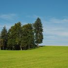 Ein bisschen Wald - nicht Toskana