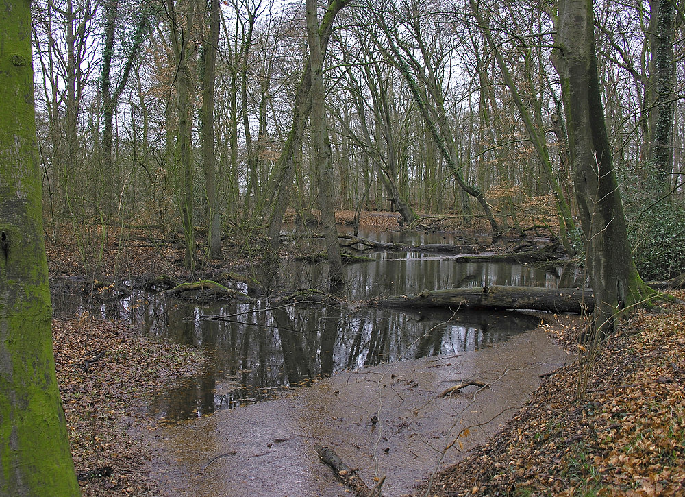 Ein bisschen was von einem Urwald...