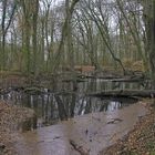 Ein bisschen was von einem Urwald...