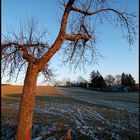 Ein bisschen Weinviertler Winter (4)