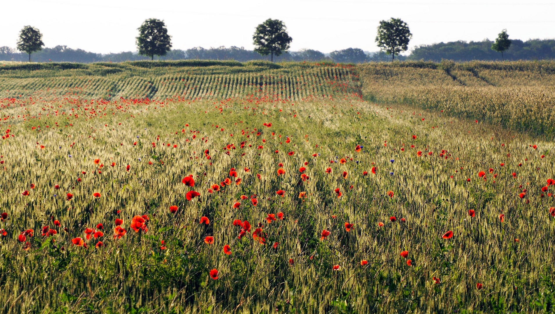 Ein bisschen wie in der Toskana (Ahremer Heide - Erftstadt)