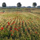 Ein bisschen wie in der Toskana (Ahremer Heide - Erftstadt)