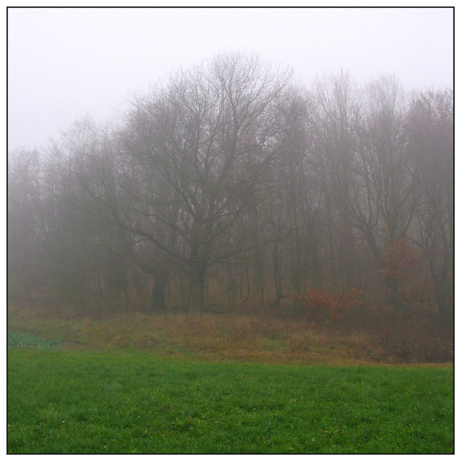 Ein bißchen Wiese, etwas Wald und viel Nebel...