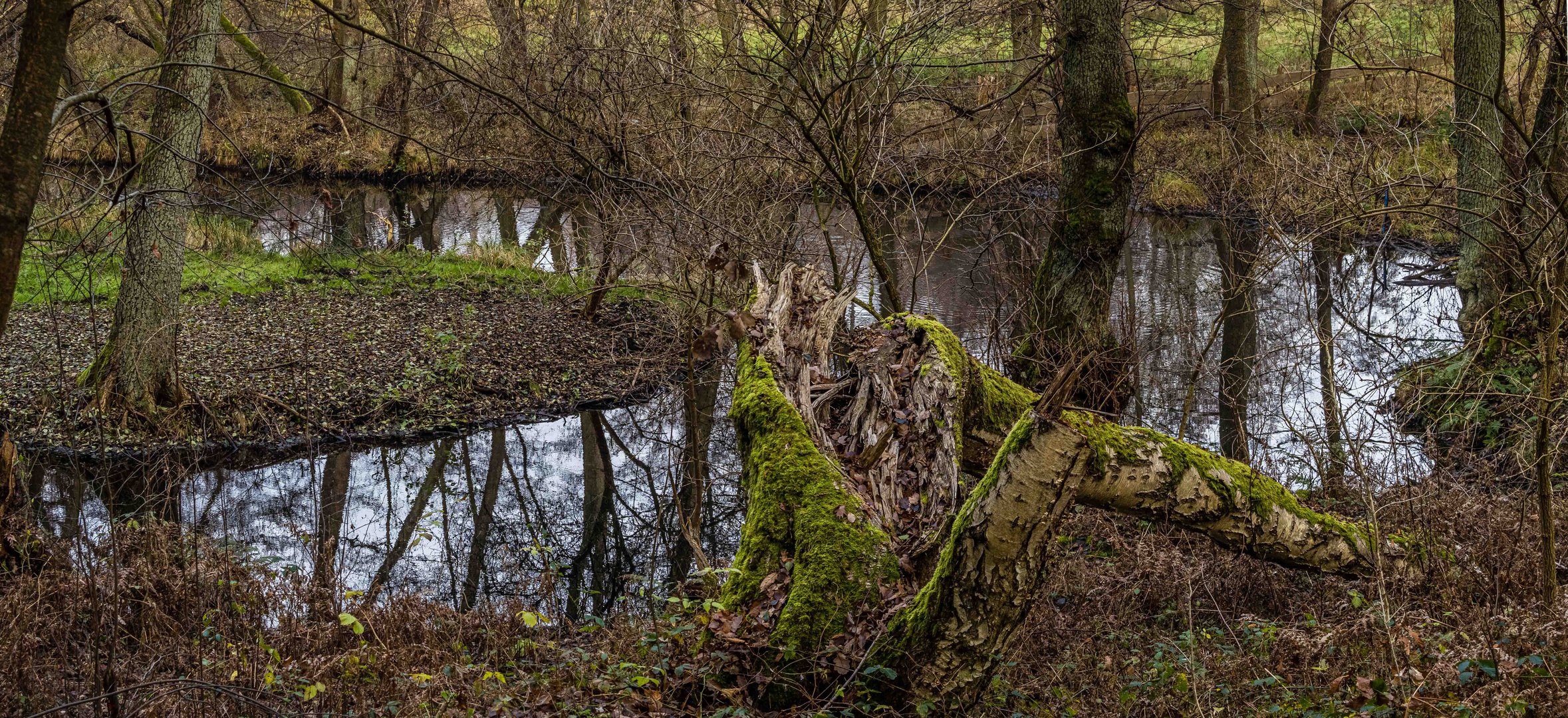 Ein bisschen Wildnis bei Berlin1