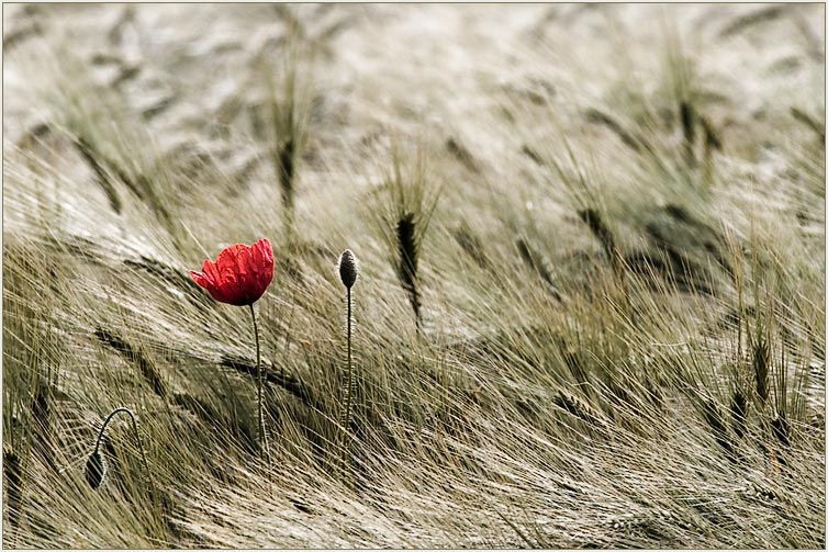 ein bisschen wind