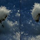 ein bißchen Winter in Sperenberg - - Raureif - (3D-X-View - Freihand Cha-Cha)