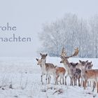 Ein bisschen Wintergefühl ...