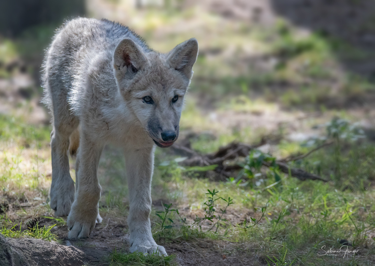 Ein bisschen Wolf