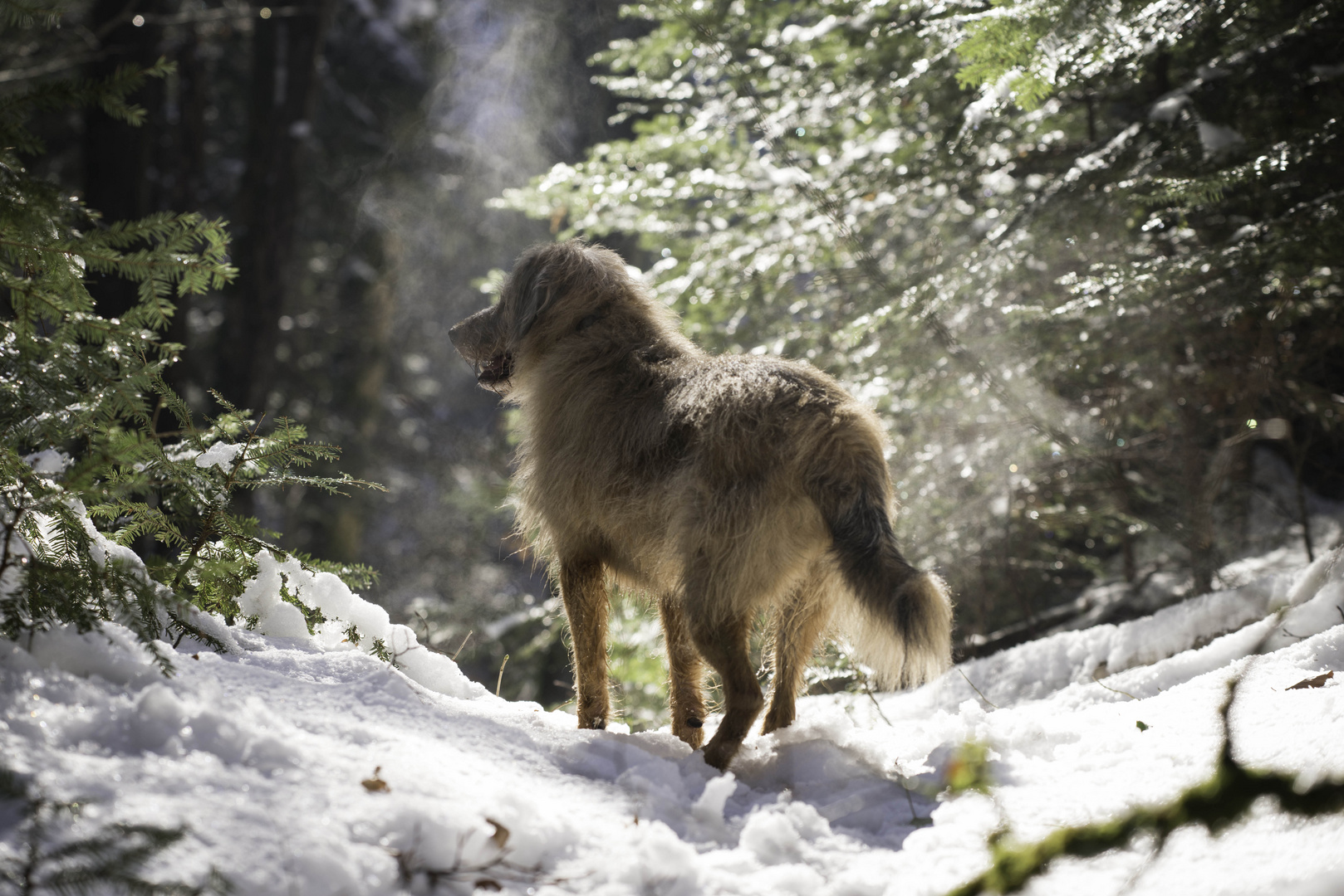 ein bisschen Wolf