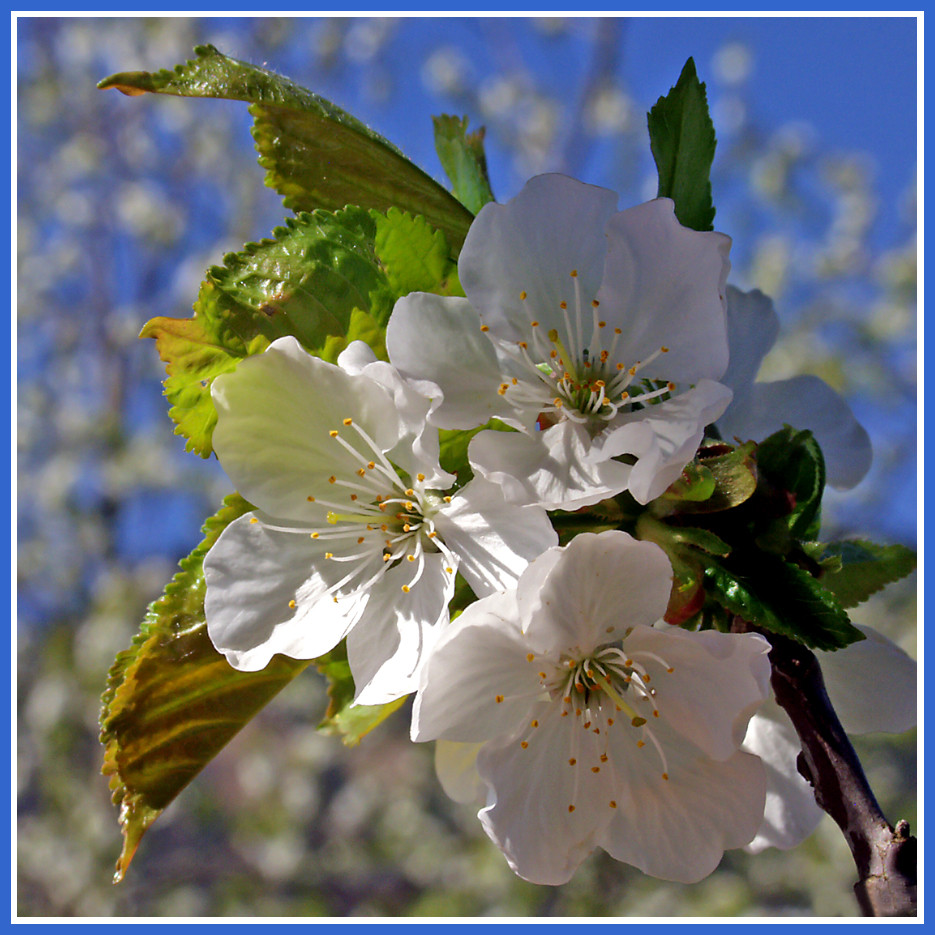 Ein bisserl Frühling