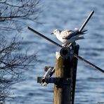 Ein bitterkalter Tag am Steinhuder Meer....