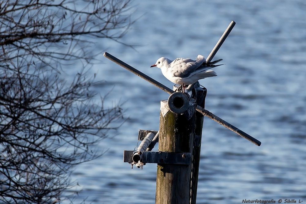 Ein bitterkalter Tag am Steinhuder Meer....