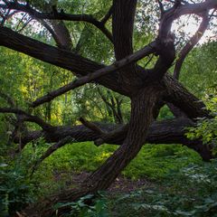 ein bizarrer Baum