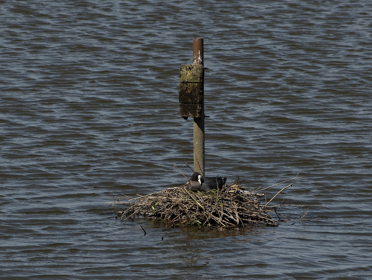 Ein Blässhuhn baute sein Nest im NSG "Am Tibaum" in der Lippeaue ...