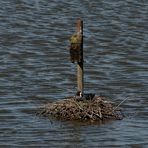 Ein Blässhuhn baute sein Nest im NSG "Am Tibaum" in der Lippeaue ...