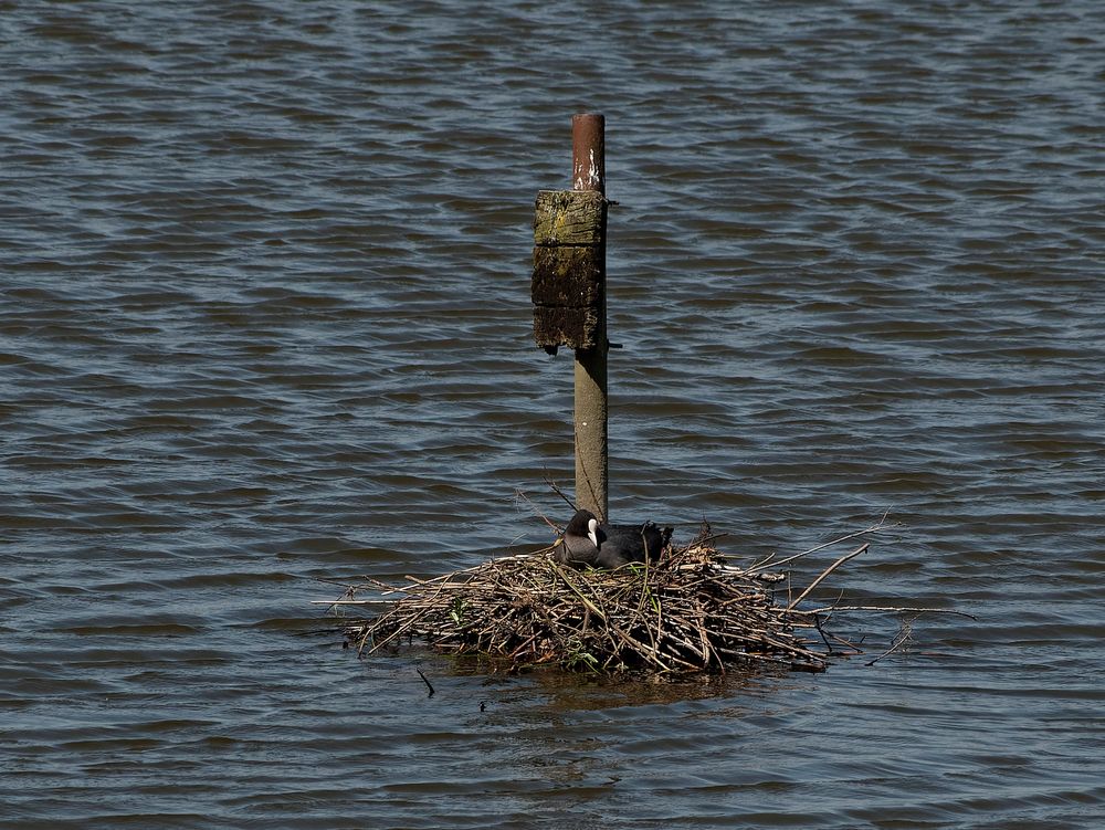 Ein Blässhuhn baute sein Nest im NSG "Am Tibaum" in der Lippeaue ...