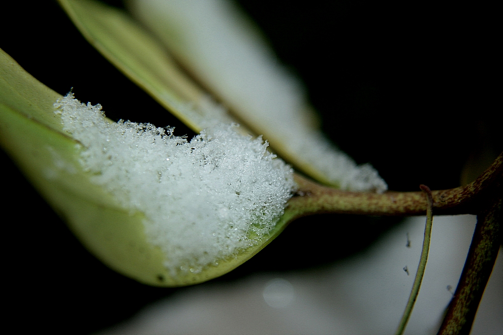 Ein Blättchen Schnee