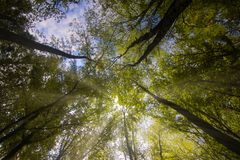 Ein Blätterdach aus tausenden grünen Blättern im Frühling