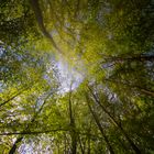 Ein Blätterdach aus tausenden grünen Blättern im Frühling