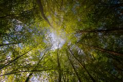 Ein Blätterdach aus tausenden grünen Blättern im Frühling