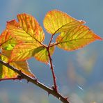 Ein Blättlein in feinen herbstlichen Sonnenschein - Part 1