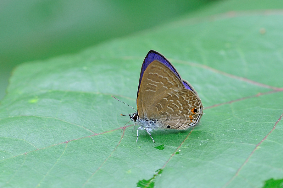 Ein Bläuling in Thailand