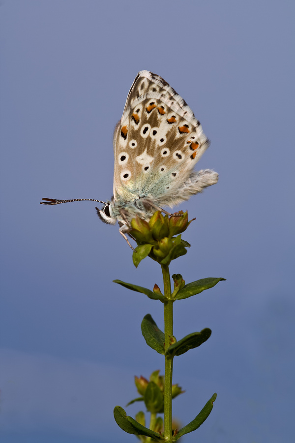 Ein Bläuling vor'm blauen Hintergrund