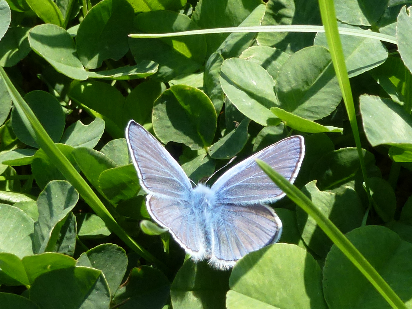 Ein Bläuling- wer kennt diesen Schmetterling genauer?