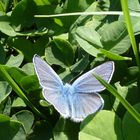 Ein Bläuling- wer kennt diesen Schmetterling genauer?