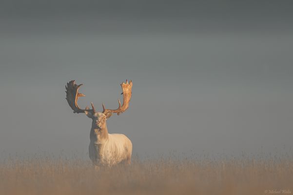 Ein blasser Schöner