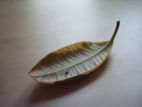 Ein Blatt