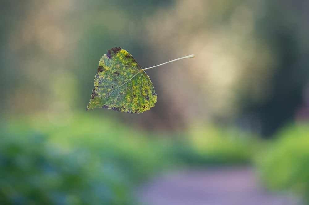 Ein Blatt