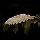 ein Blatt