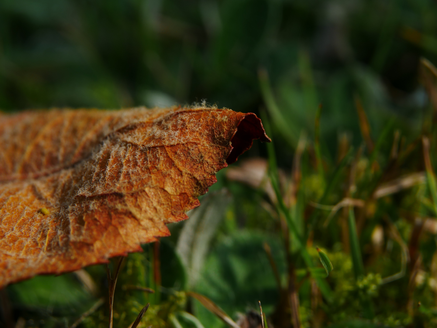 Ein Blatt