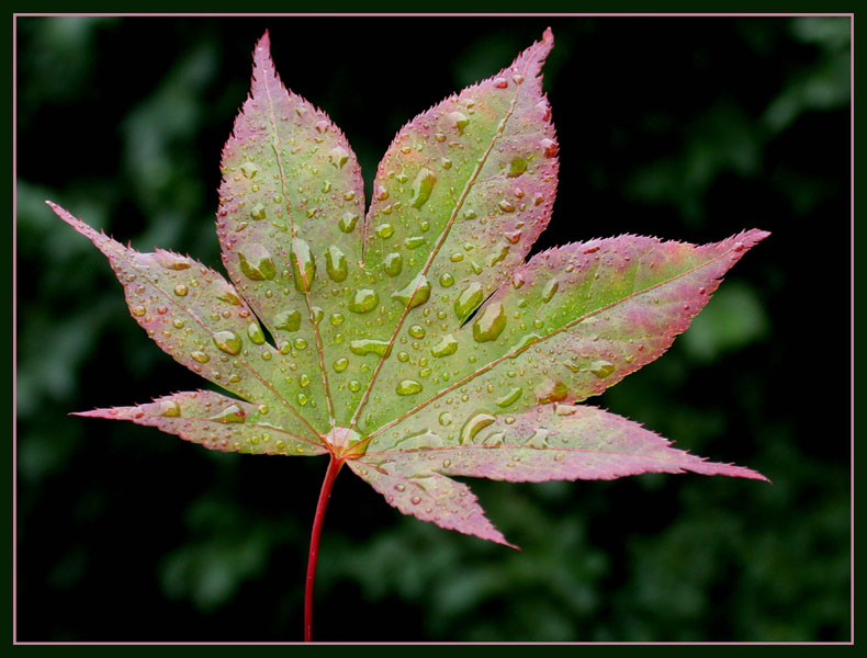 Ein Blatt .....