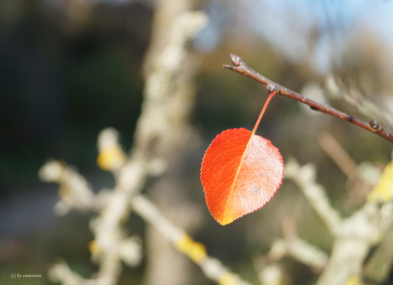 ein Blatt