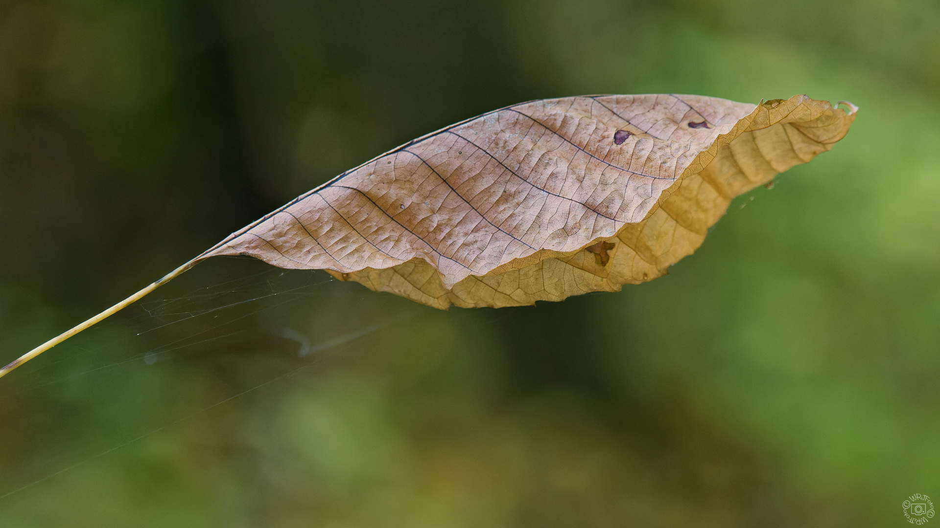 Ein Blatt ...