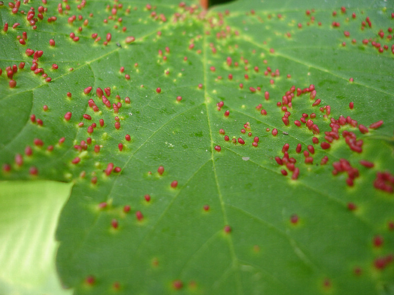 ... ein Blatt ...