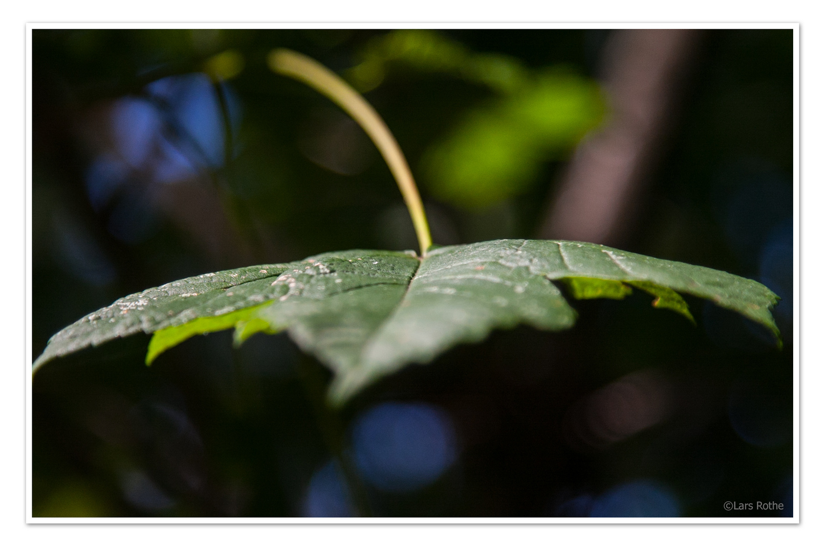 ein Blatt