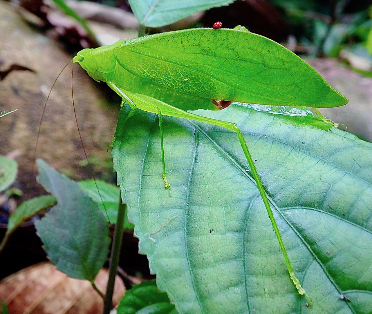 Ein Blatt?