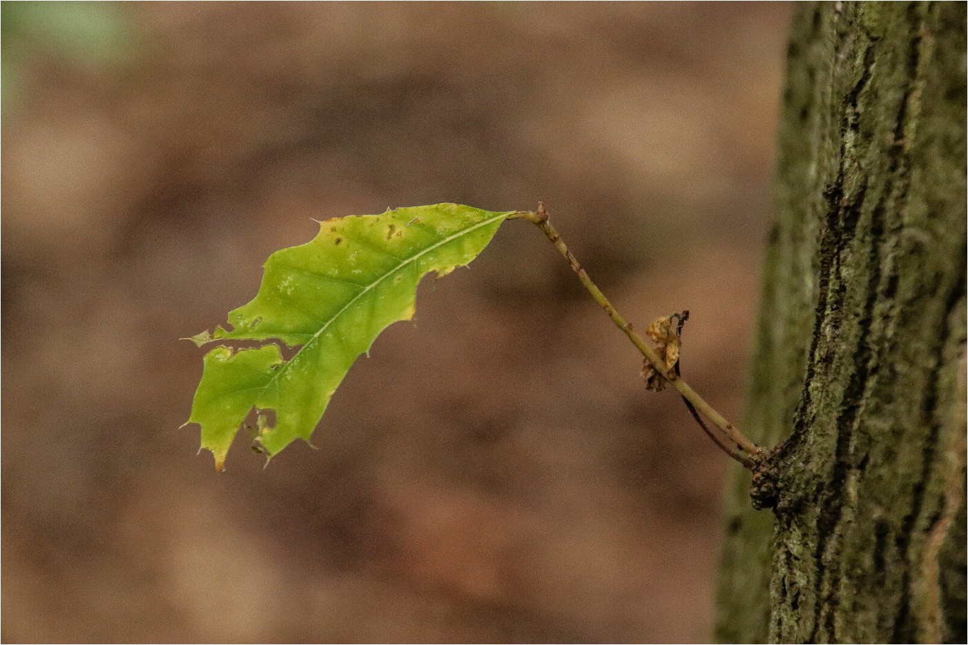 Ein Blatt