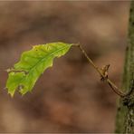 Ein Blatt